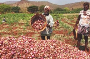 onion-and-farmers