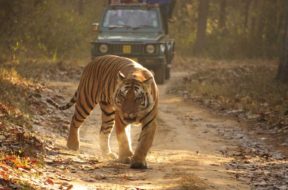 tiger-and-maoist