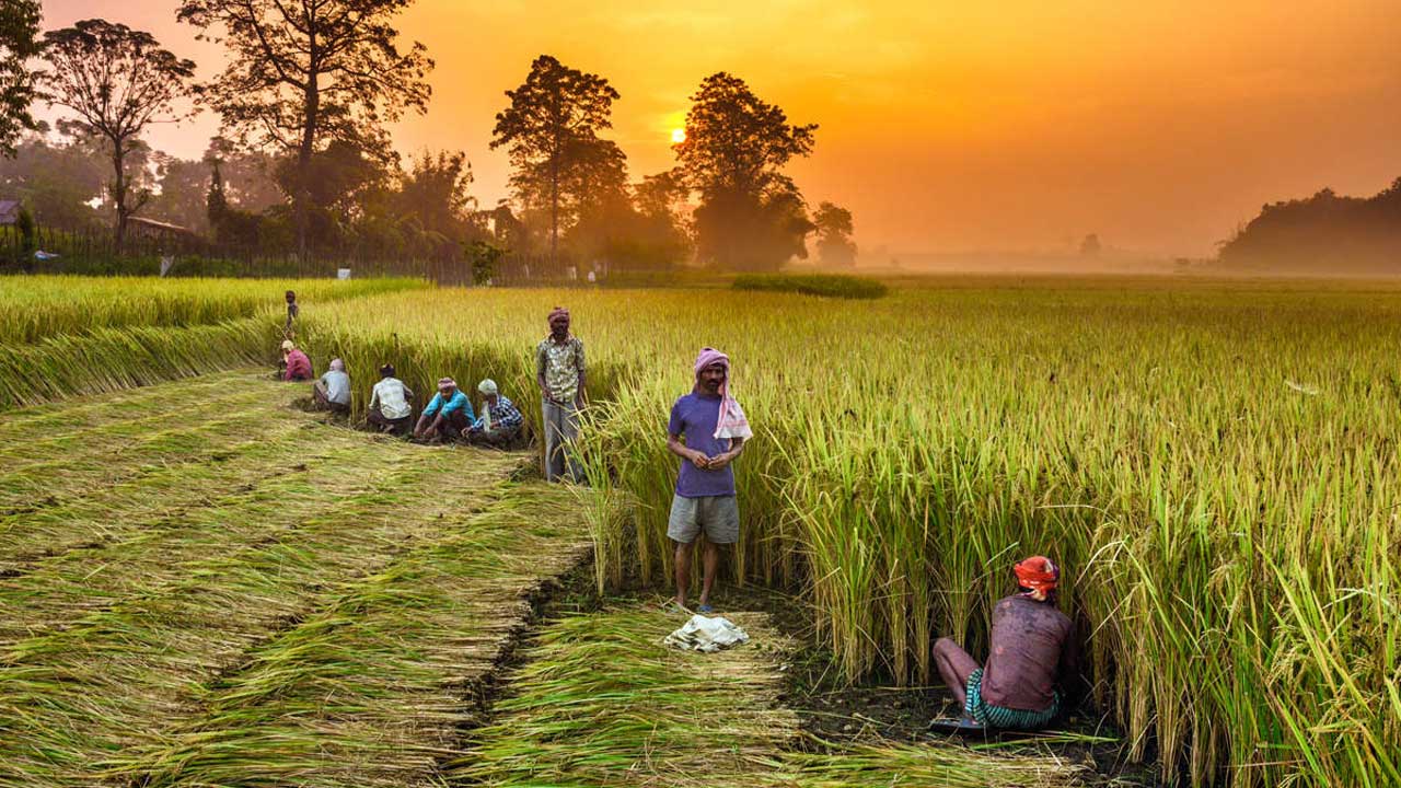 ভাবমূর্তি ঠিক করতে এমএসপি-র চেয়ে বেশি দামে ধান কেনা শুরু করল রিলায়েন্স