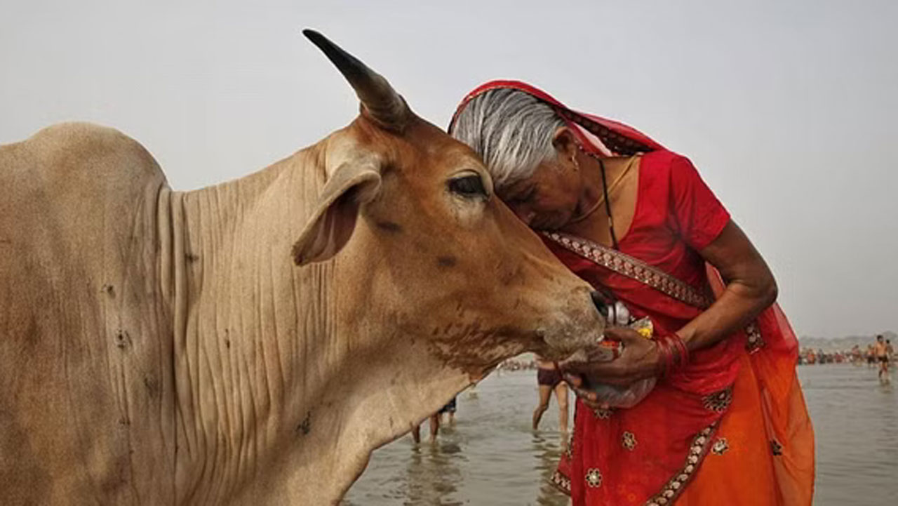 ১৪ ফেব্রুয়ারিকে ‘গরু-আলিঙ্গন দিবস’ হিসেবে পালনের আবেদন তুলে নিল পশুকল্যাণ বোর্ড